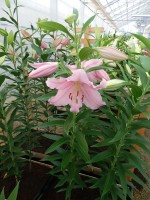 [4296 Berbiano VH No101.JPG]